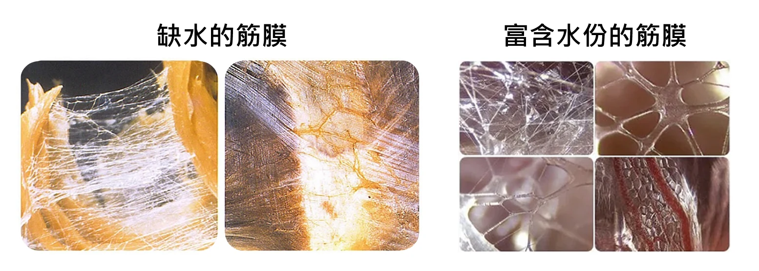 含水筋膜